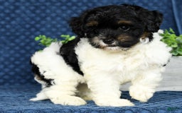 Havapoo dogs for sale: Cooper - Image 4