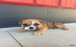 English Bulldog dogs for sale: Diesel - Image 11