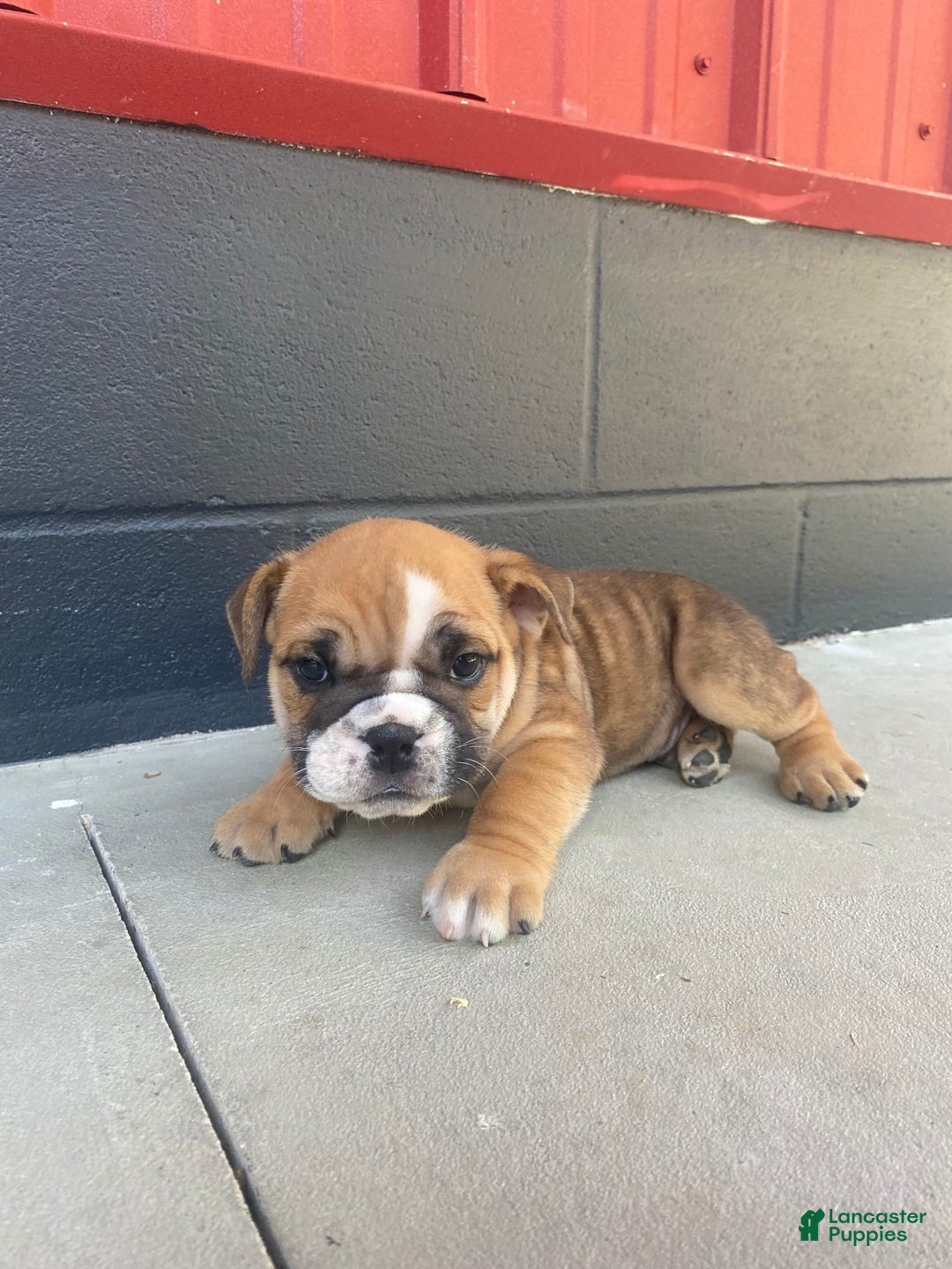 English Bulldog dogs for sale: Diesel - Image 11