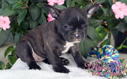 French Bulldog dogs for sale: French Bulldog 6 puppies - Image 11