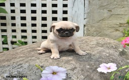 Pug dogs for sale: Betsy - Image 2