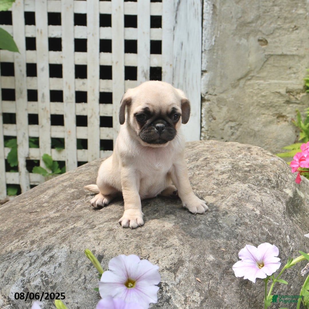 Pug dogs for sale: Betsy - Image 2