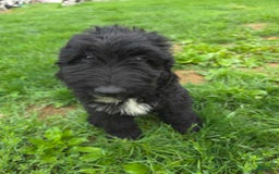 Labradoodle dogs for sale: Samson - Image 3