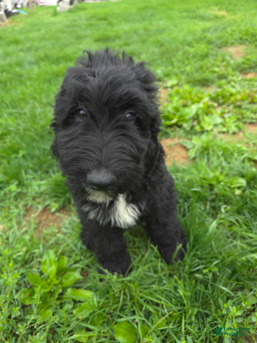 Labradoodle dogs for sale: Samson - Image 3