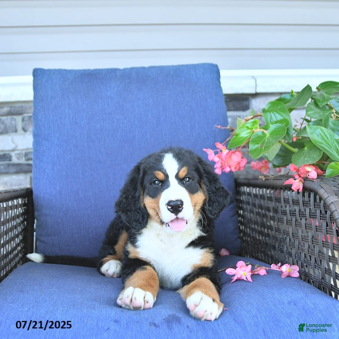 Bernese Mountain Dog dogs for sale: Sage - Image 5