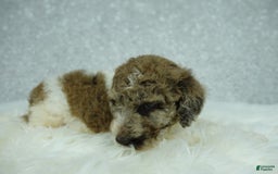 Newfypoo dogs for sale: Penny F1b - Image 1