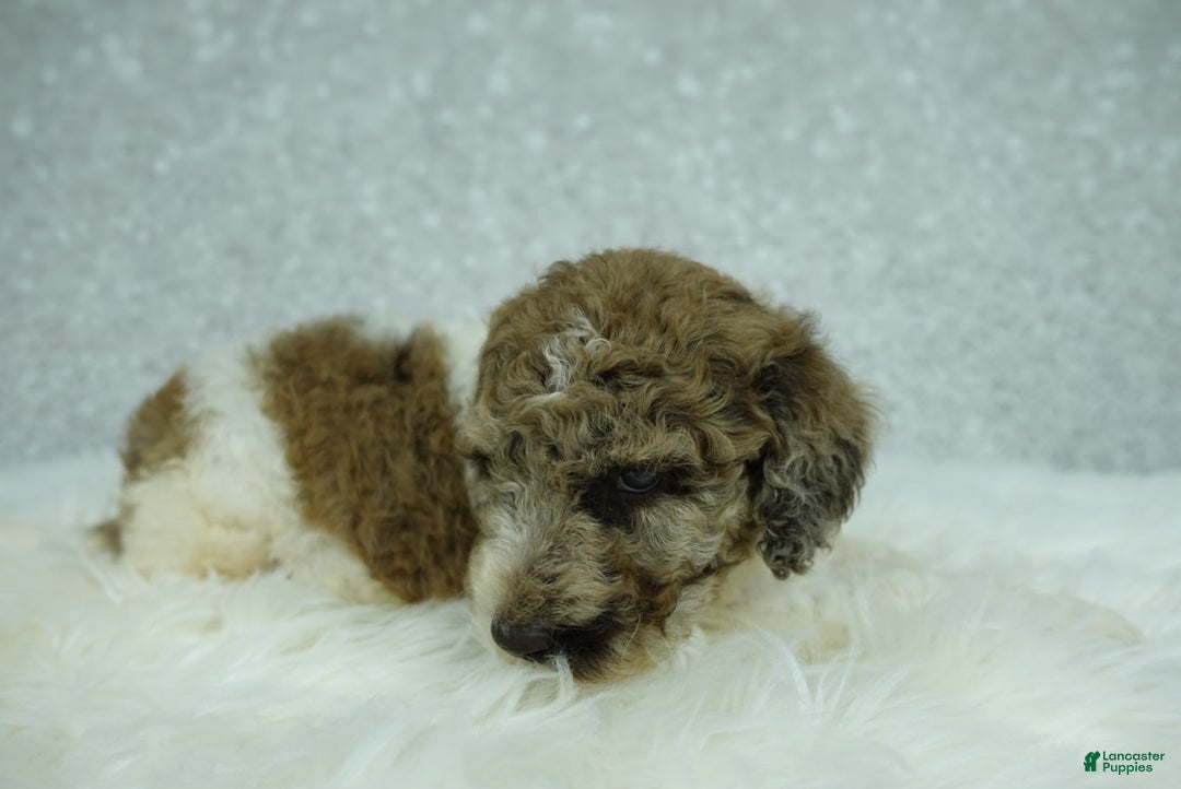 Newfypoo dogs for sale: Penny F1b - Image 1