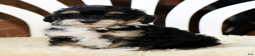 Molly