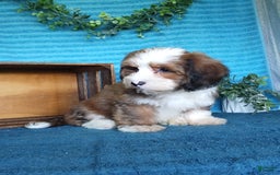 Havanese dogs for sale: Dallas - Image 9