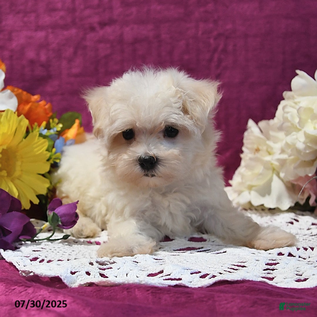 Maltese dogs for sale: Greg - Image 4