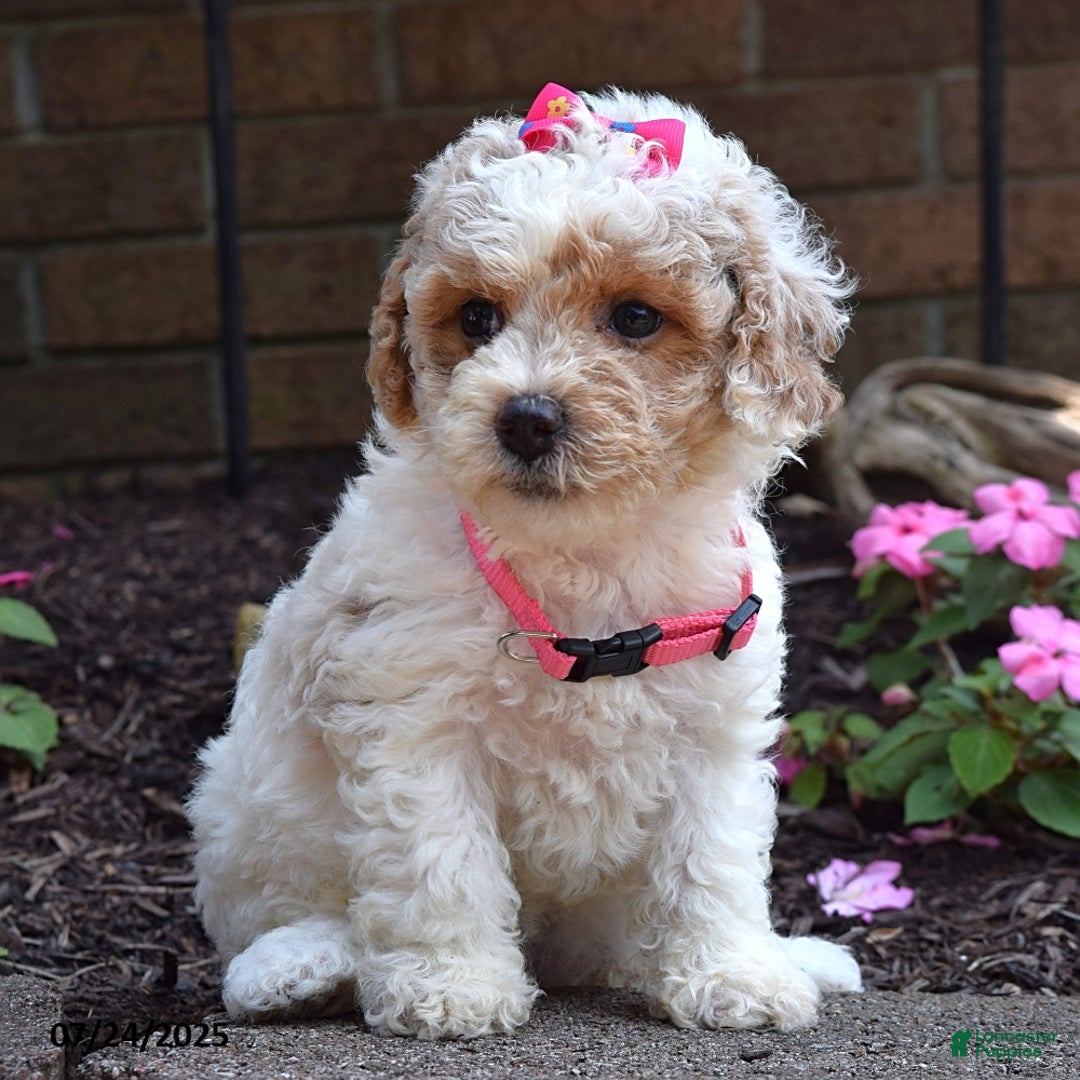 Bichpoo dogs for sale: Paisley - Image 4