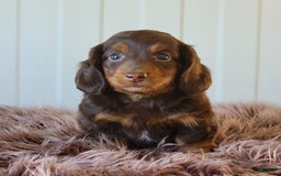 Miniature Dachshund dogs for sale: Roger - Image 5