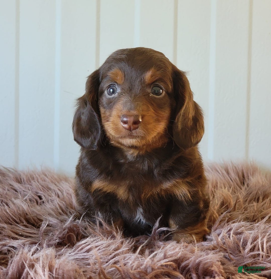 Miniature Dachshund dogs for sale: Roger - Image 5