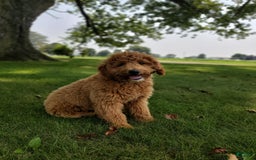 Mini Goldendoodle dogs for sale: Milo F1b - Image 4