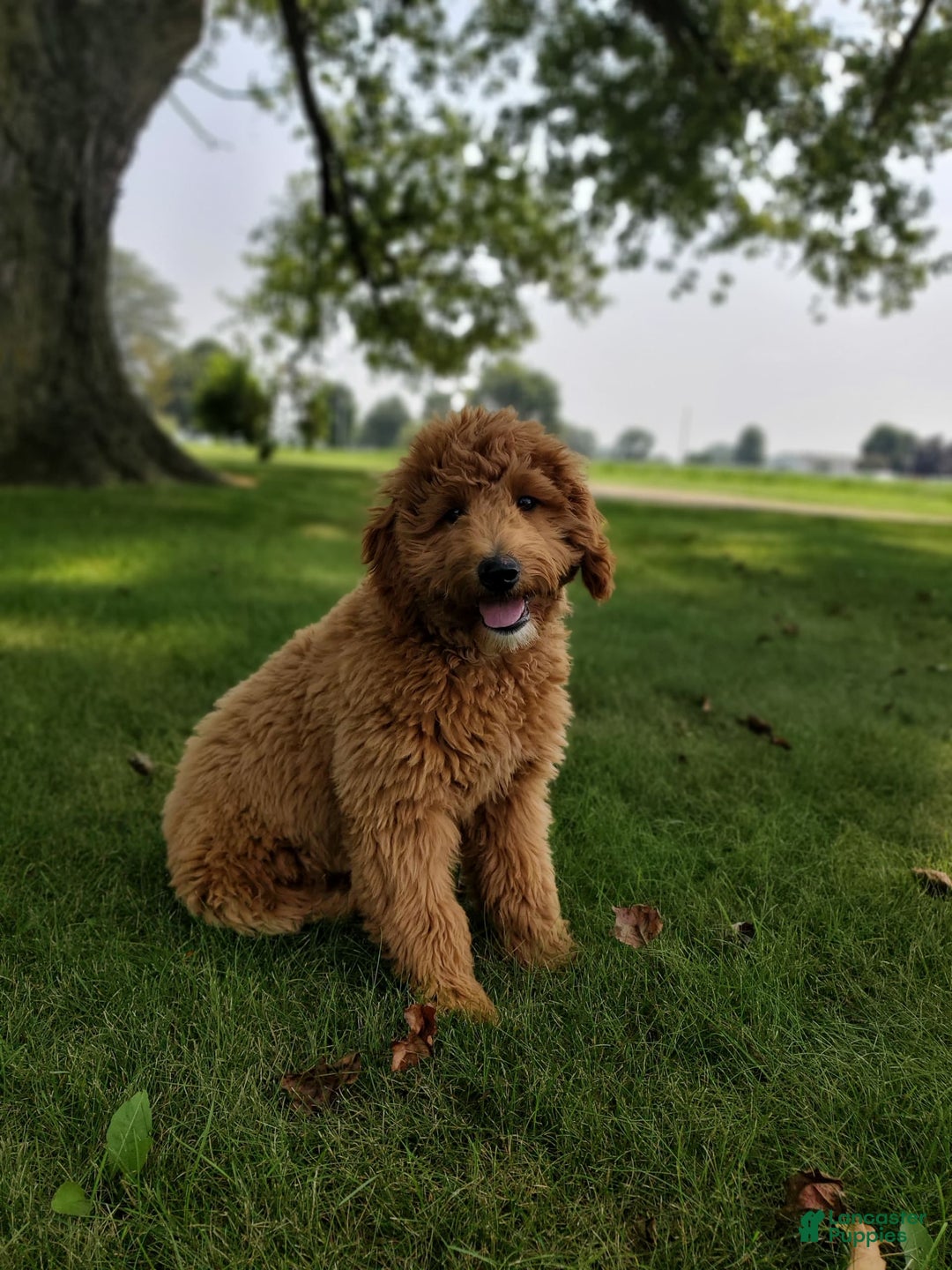 Mini Goldendoodle dogs for sale: Milo F1b - Image 4