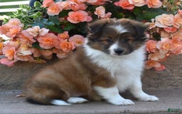 Shetland Sheepdog dogs for sale: Raine - Image 1