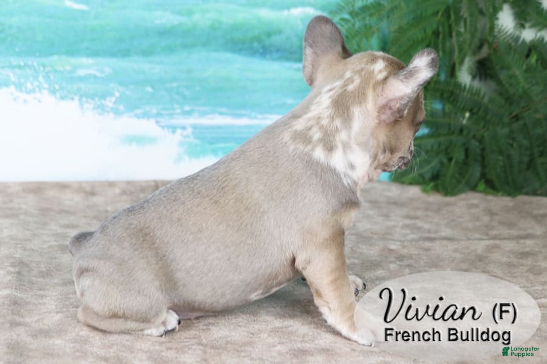 French Bulldog dogs for sale: Vivian - Image 4