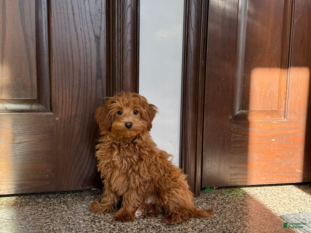 Maltipoo dogs for sale: Larry - Image 3