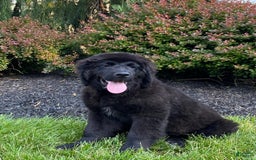 Newfoundland dogs for sale: Annie - Image 3