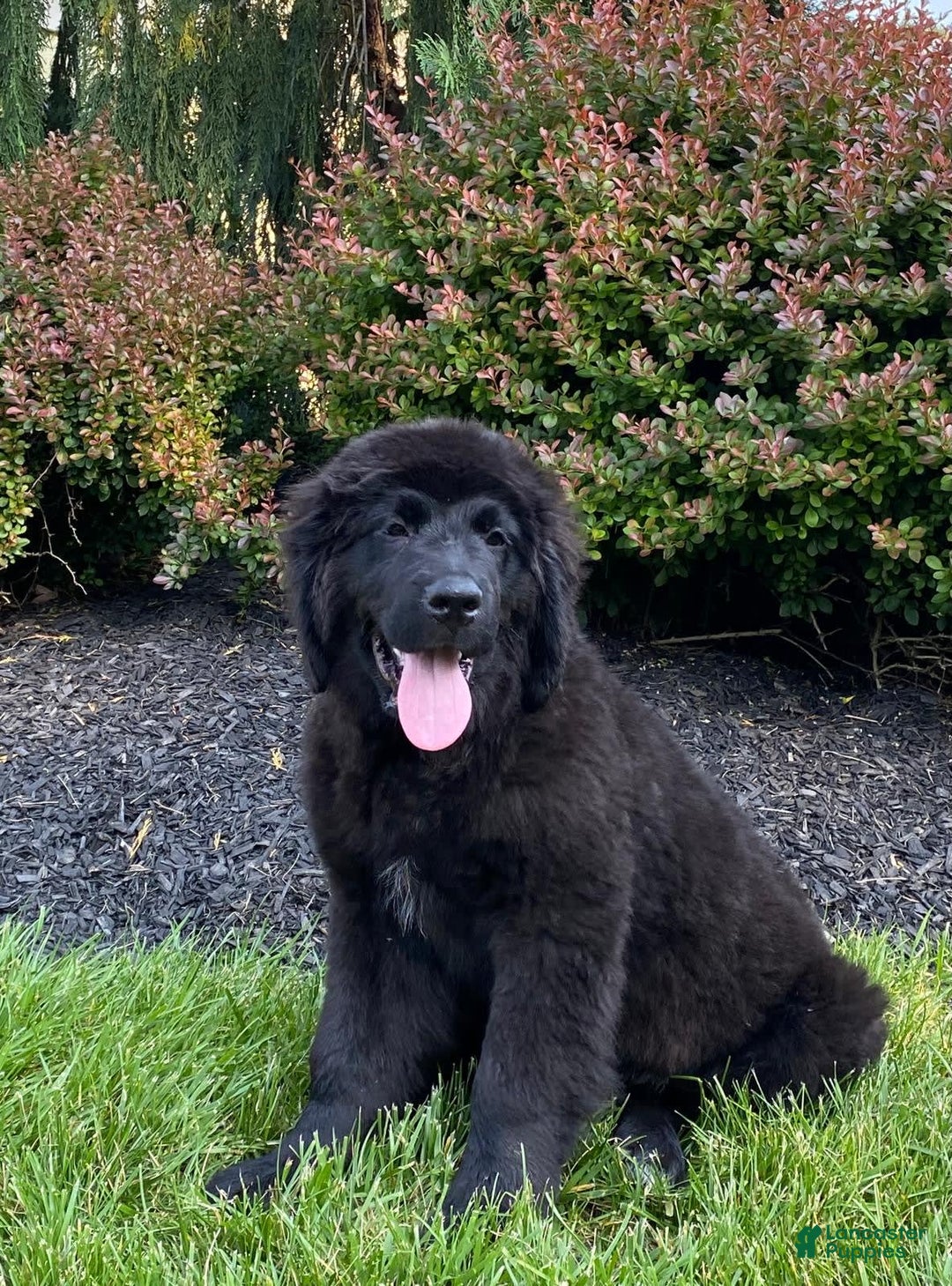 Newfoundland dogs for sale: Annie - Image 3