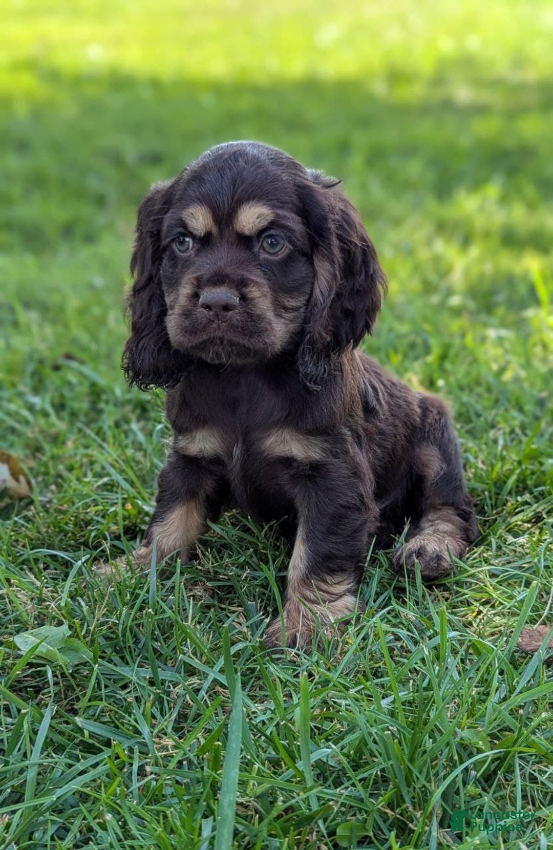 Cocker Spaniel dogs for sale: Ranger - Image 5