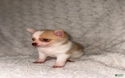 Pomchi dogs for sale: Cherry - Image 2