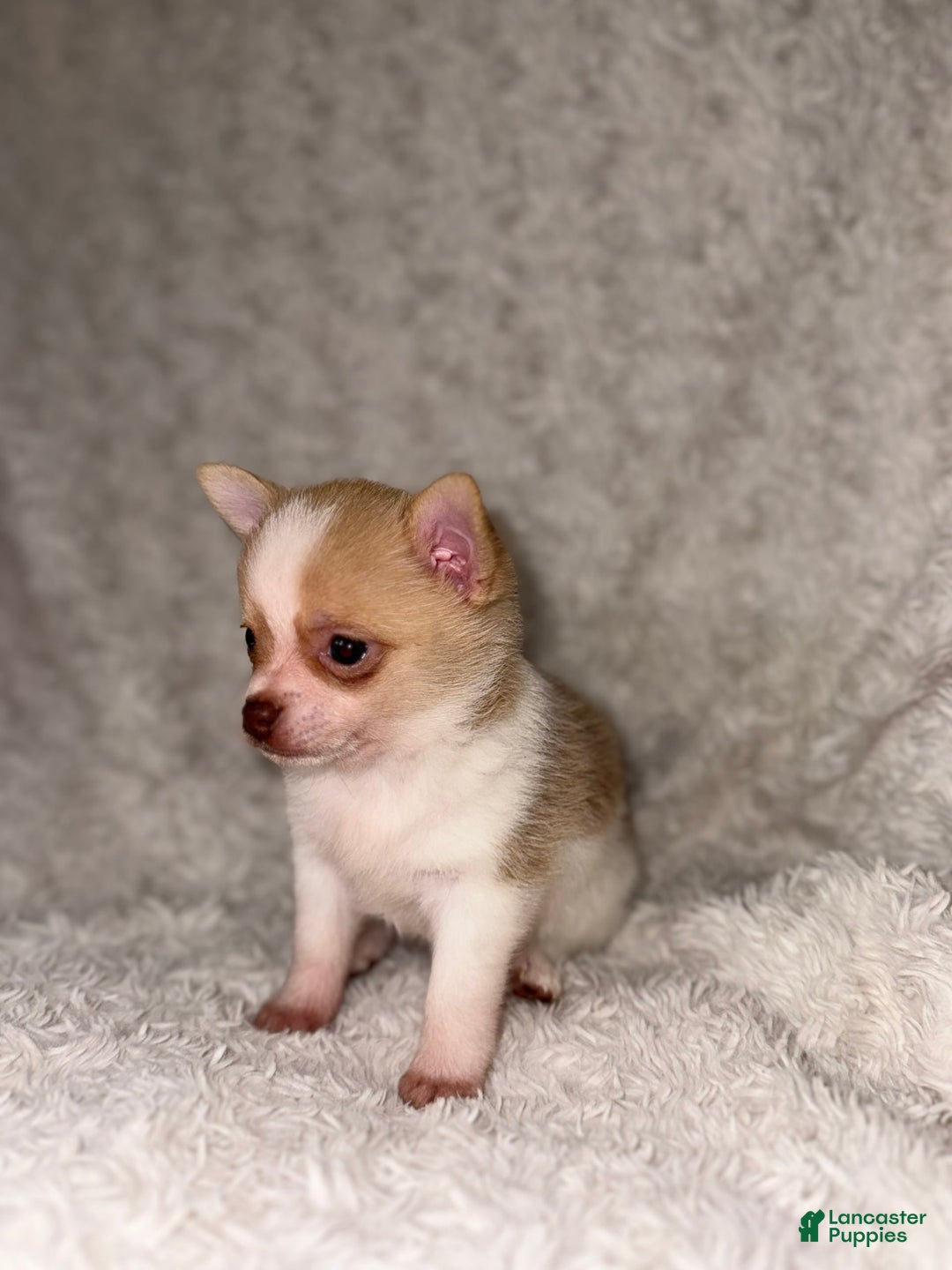 Pomchi dogs for sale: Cherry - Image 2