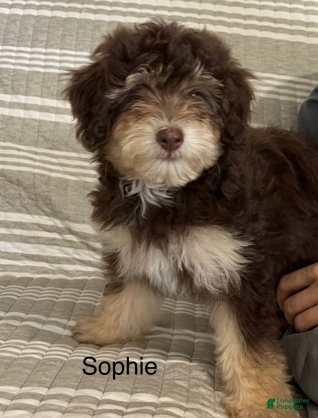 Mini Aussiedoodle dogs for sale: Sophie - Image 2