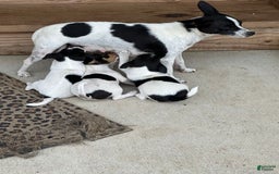 Rat Terrier dogs for sale: Twila - Image 2
