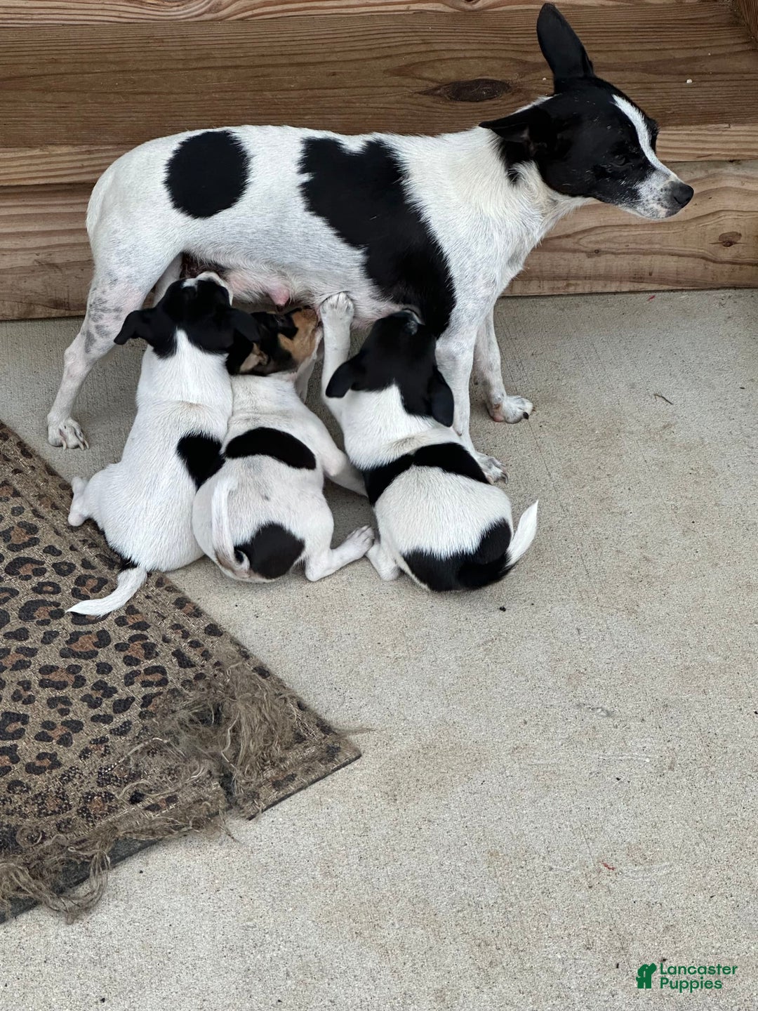 Rat Terrier dogs for sale: Twila - Image 2