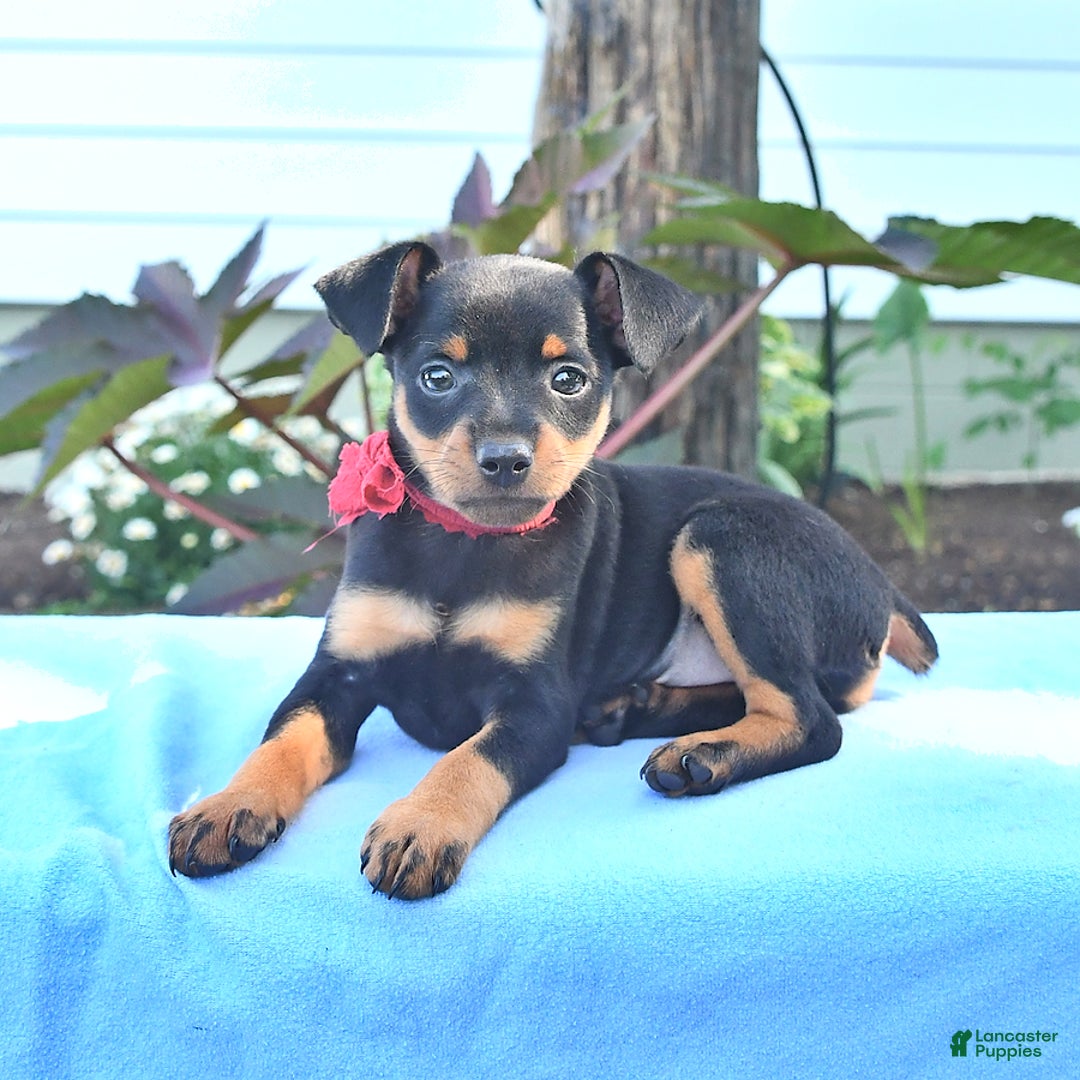Miniature Pinscher dogs for sale: Diamond - Image 1