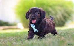Miniature Dachshund dogs for sale: Marochino - Image 7