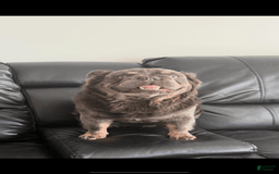 French Bulldog dogs for sale: Becky - Image 7