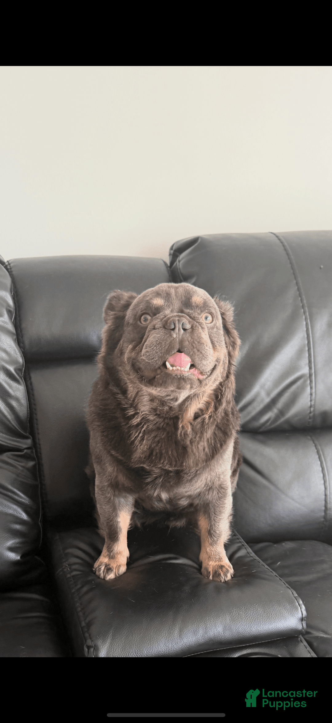French Bulldog dogs for sale: Becky - Image 7