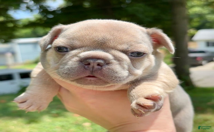 French Bulldog dogs for sale - Ad 1