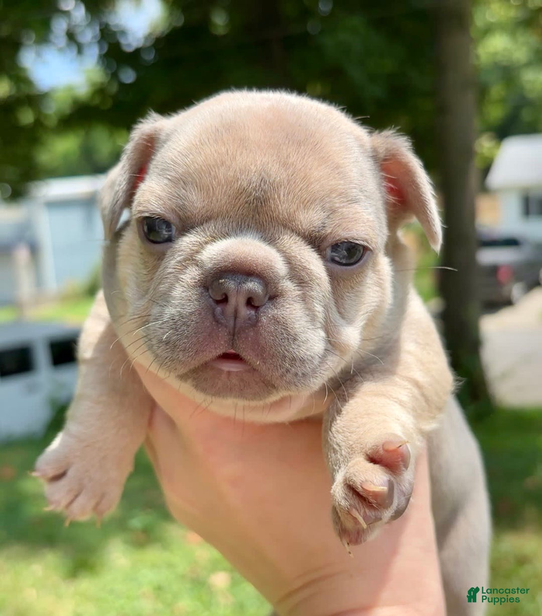 French Bulldog dogs for sale: Morrigan - Image 1