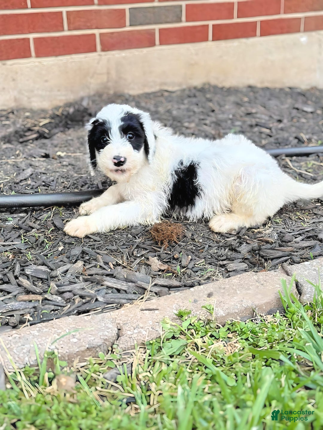 Newfypoo dogs for sale: Batman - Image 1