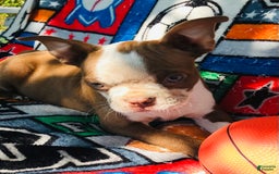 Boston Terrier dogs for sale: Winston - Image 4