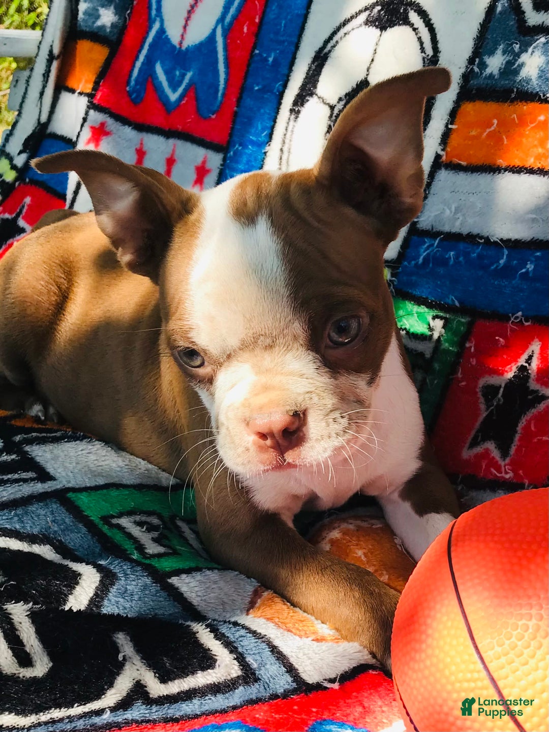 Boston Terrier dogs for sale: Winston - Image 4