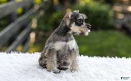 Miniature Schnauzer dogs for sale: Ace - Image 2