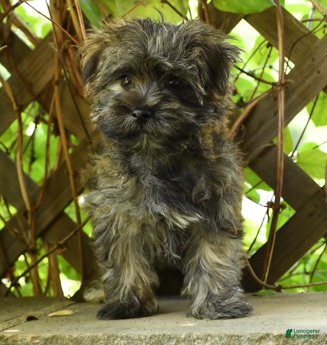 Morkie dogs for sale: Dallas - Image 4