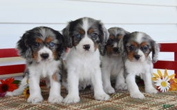 Cockalier dogs for sale: Irwin - Image 1