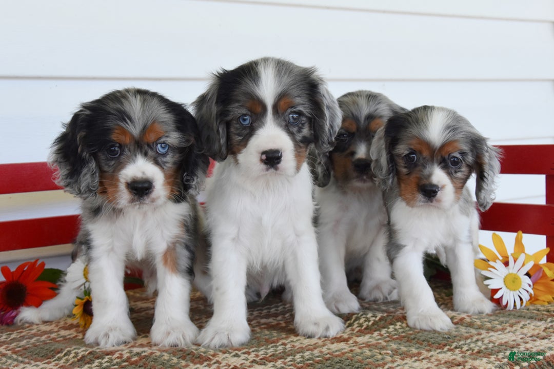 Cockalier dogs for sale: Irwin - Image 1