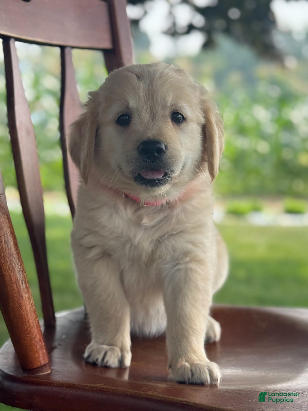 Golden Retriever dogs for sale: Joyful Jewel - Image 3