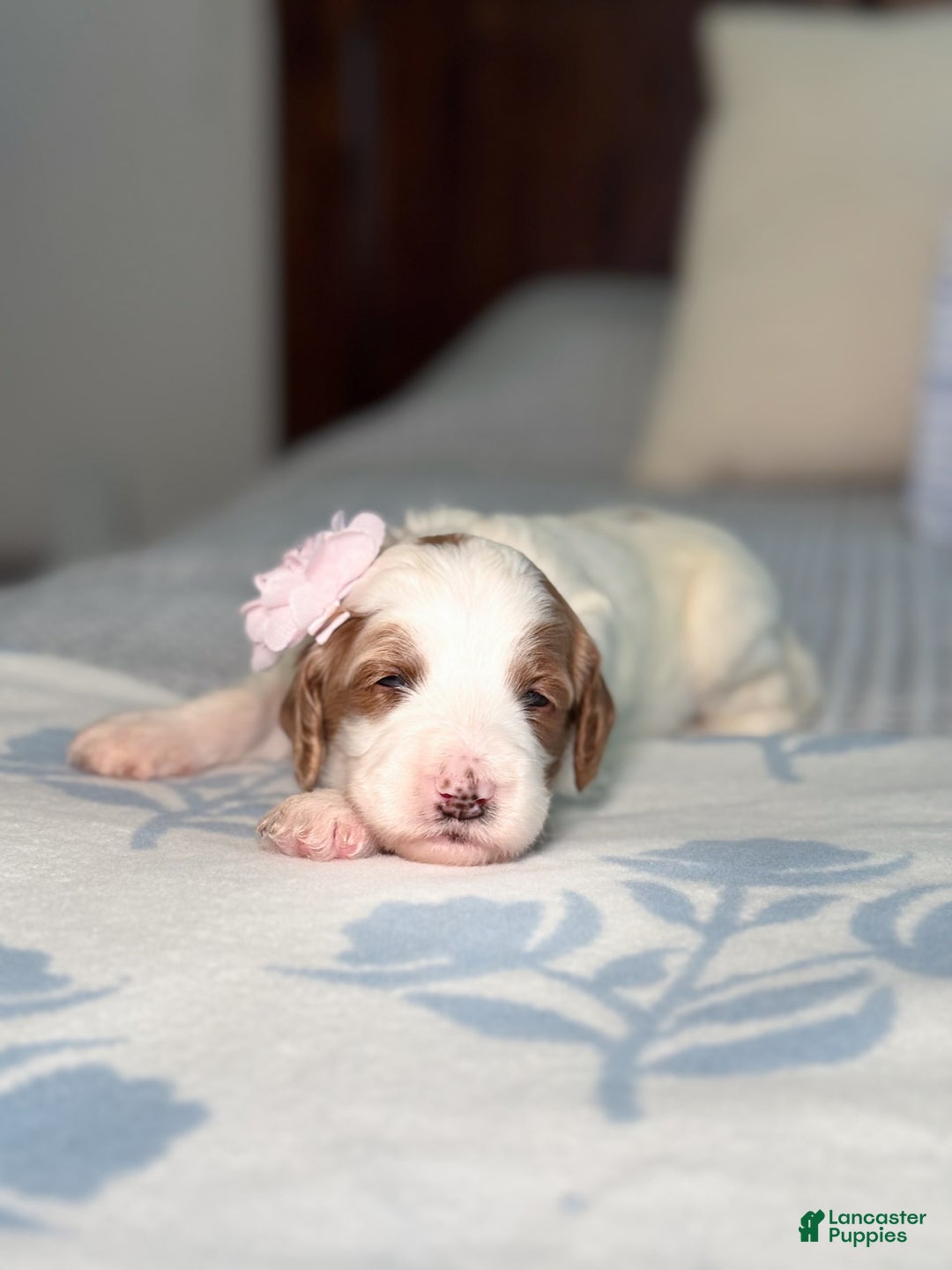 Goldendoodle dogs for sale: Alice - Image 10