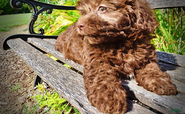 Havapoo dogs for sale - Ad 4