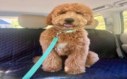 Goldendoodle dogs for sale: Faith Red Collar Gd - Image 5