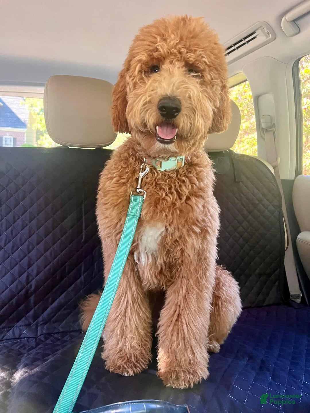Goldendoodle dogs for sale: Faith Red Collar Gd - Image 5