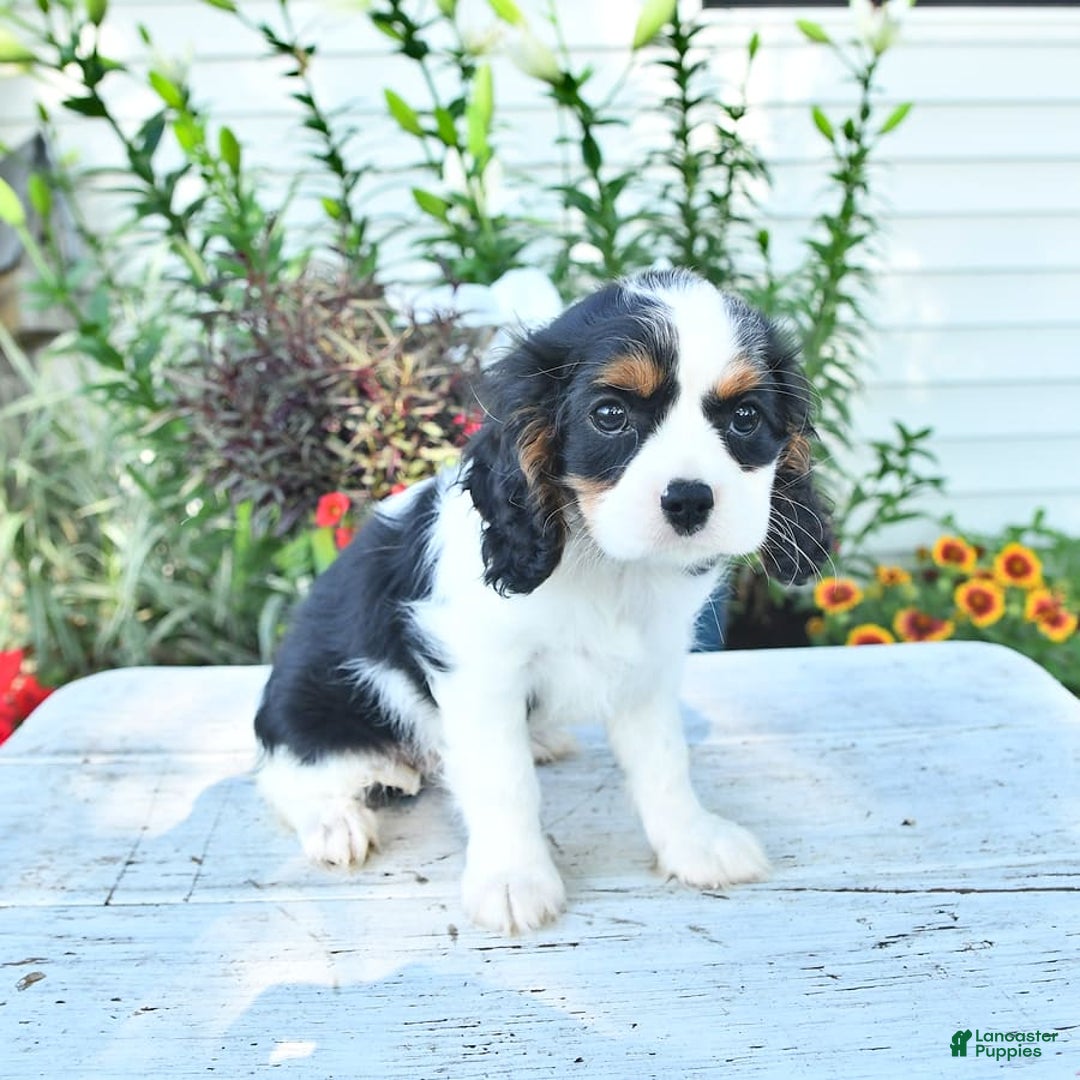 Cavalier King Charles Spaniel dogs for sale: Lilly - Image 15