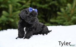 Havapoo dogs for sale: Tyler - Image 3